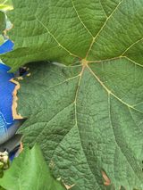 팜모닝 포도·병해충상담 게시글 이미지