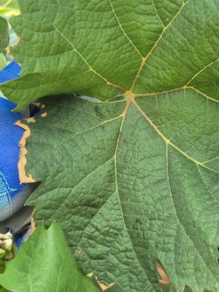 포동포동님의 포도 · 병해충상담 작성글 사진