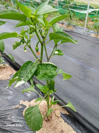 조엘라님의 고추 · 병해충상담 작성글 사진