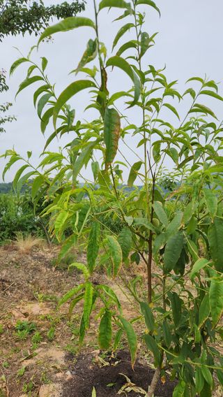 한재골님의 복숭아 · 병해충상담 작성글 사진
