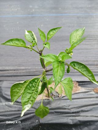 조엘라님의 고추 · 병해충상담 작성글 사진