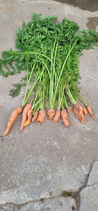 철구옵빠님의 기타작물 · 병해충상담 작성글 사진