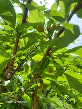 팜모닝 자두·병해충상담 게시글 이미지