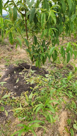 한재골님의 복숭아 · 병해충상담 작성글 사진