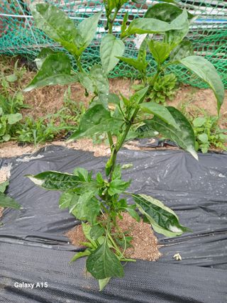 조엘라님의 고추 · 병해충상담 작성글 사진