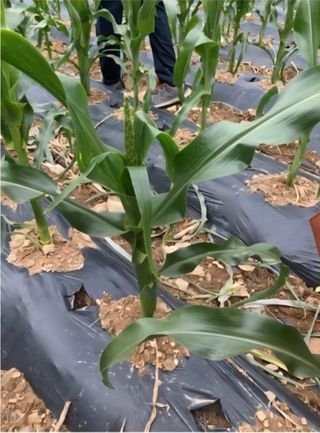 작은텃밭님의 옥수수 · 병해충상담 작성글 사진