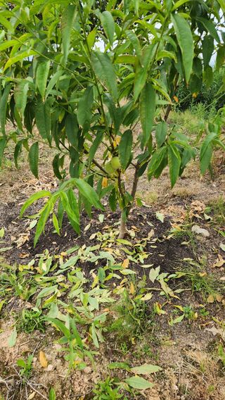 한재골님의 복숭아 · 병해충상담 작성글 사진