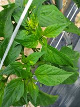 팜모닝 고추·병해충상담 게시글 이미지