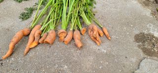 철구옵빠님의 기타작물 · 병해충상담 작성글 사진