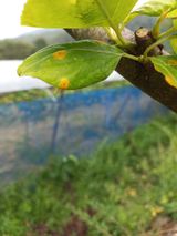 팜모닝 배·병해충상담 게시글 이미지