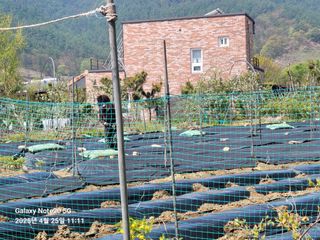 김성식님의 사과 · 병해충상담 작성글 사진