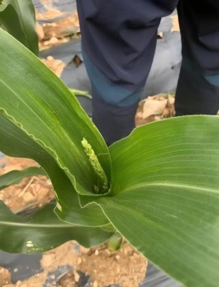 작은텃밭님의 옥수수 · 병해충상담 작성글 사진