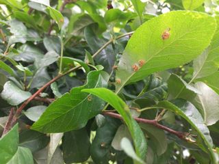 김재호님의 배 · 병해충상담 작성글 사진