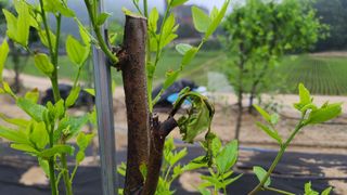 곰세마리님의 기타작물 · 병해충상담 작성글 사진