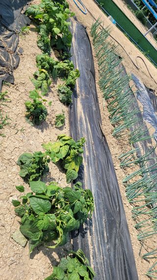 포항 농민66님의 콩 · 병해충상담 작성글 사진