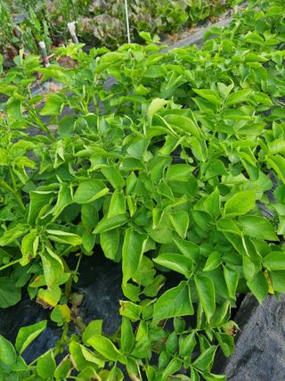 님의 감자 · 병해충상담 작성글 사진