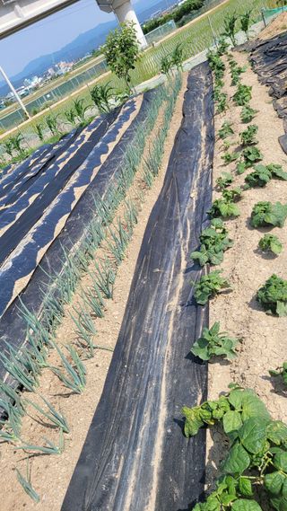 포항 농민66님의 콩 · 병해충상담 작성글 사진