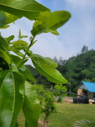 박종복님의 기타작물 · 병해충상담 작성글 사진