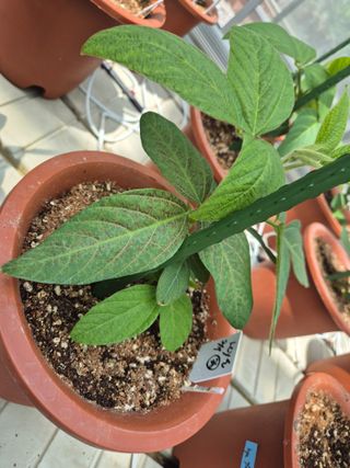 김상철님의 콩 · 병해충상담 작성글 사진