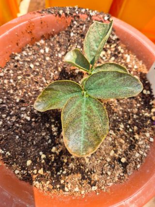 김상철님의 콩 · 병해충상담 작성글 사진