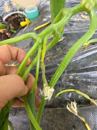 용진님의 오이 · 병해충상담 작성글 사진