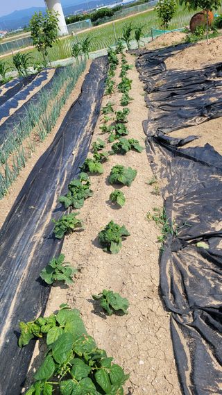 포항 농민66님의 콩 · 병해충상담 작성글 사진