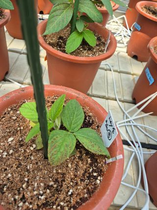 김상철님의 콩 · 병해충상담 작성글 사진