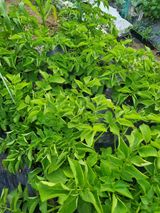 팜모닝 감자·병해충상담 게시글 이미지