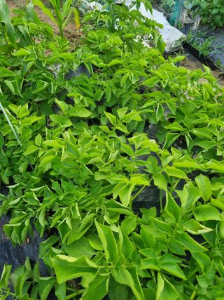 님의 감자 · 병해충상담 작성글 사진