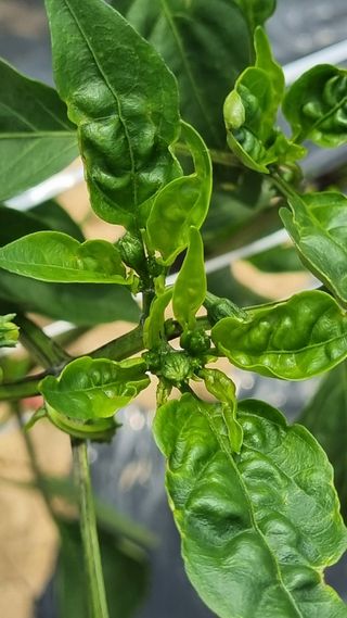 김영길님의 고추 · 병해충상담 작성글 사진