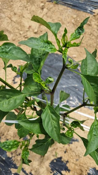 김영길님의 고추 · 병해충상담 작성글 사진