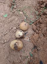 팜모닝 감자·병해충상담 게시글 이미지