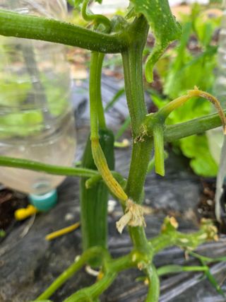 용진님의 오이 · 병해충상담 작성글 사진