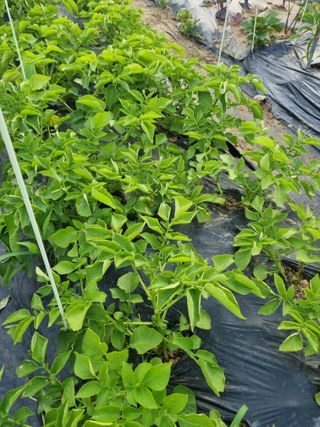 님의 감자 · 병해충상담 작성글 사진