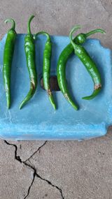 팜모닝 고추·병해충상담 게시글 이미지