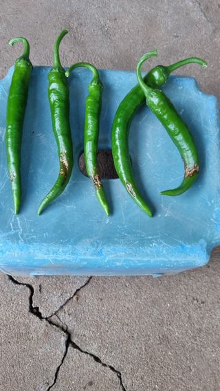 이상균님의 고추 · 병해충상담 작성글 사진