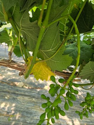 한현진님의 포도 · 병해충상담 작성글 사진