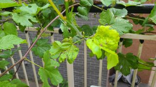 심동보님의 포도 · 병해충상담 작성글 사진