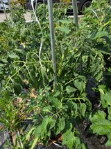 팜모닝 토마토·병해충상담 게시글 이미지