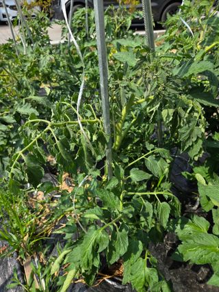 용진님의 토마토 · 병해충상담 작성글 사진