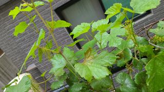 심동보님의 포도 · 병해충상담 작성글 사진