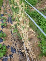 팜모닝 콩·병해충상담 게시글 이미지