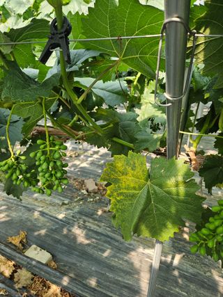 한현진님의 포도 · 병해충상담 작성글 사진