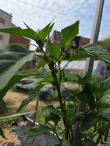 팜모닝 고추·병해충상담 게시글 이미지