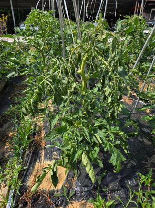 용진님의 토마토 · 병해충상담 작성글 사진