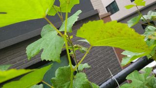 심동보님의 포도 · 병해충상담 작성글 사진