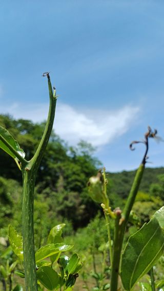 사과대추님의 기타작물 · 병해충상담 작성글 사진