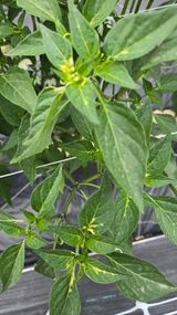 팜모닝 고추·병해충상담 게시글 이미지