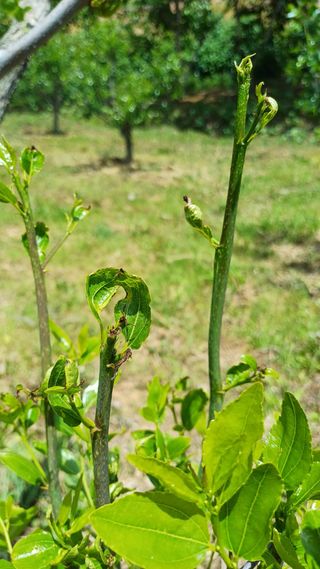사과대추님의 기타작물 · 병해충상담 작성글 사진