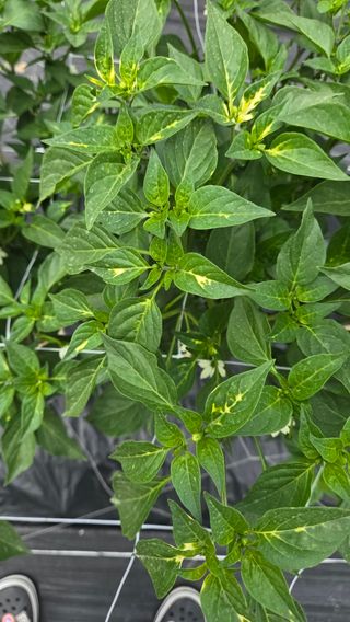 선비 농군님의 고추 · 병해충상담 작성글 사진